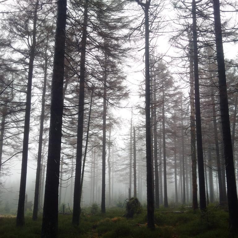 The Cabin - Harz National Park Hotel Sankt Andreasberg Luaran gambar